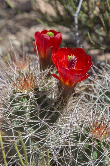 Hedgehog Cactus (Echinocereus) in bloom