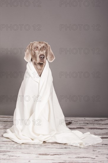 Weimaraner dog wrapped in a blanket