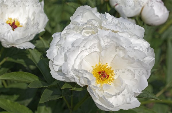 Chinese Peony 'Zu Zu' (Paeonia lactiflora 'Zu Zu')