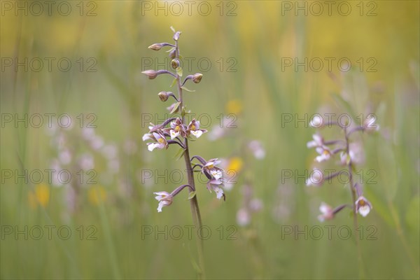 Marsh Helleborine (Epipactis palustris) in a marsh area