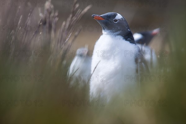 Gentoo Penguin (Pygoscelis papua)