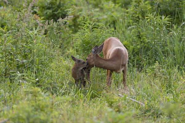 Roe Deer (Capreolus capreolus)