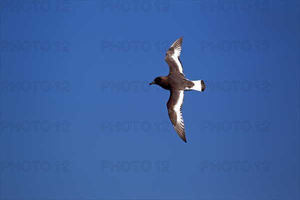 Cape Petrel (Daption capense)