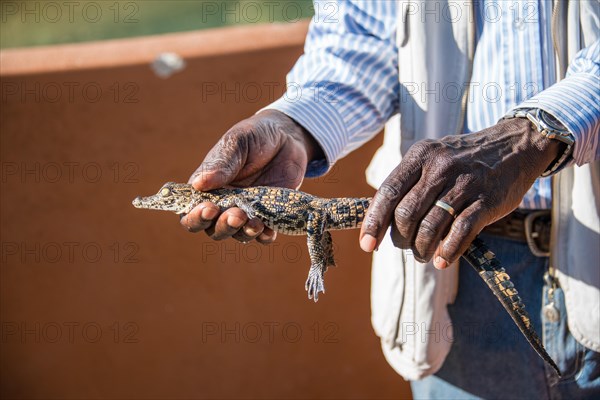 Hands holding young Nile Crocodile (Crocodylus niloticus)