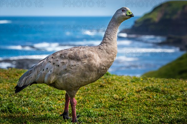 Cape Barren Goose (Cereopsis novaehollandiae)