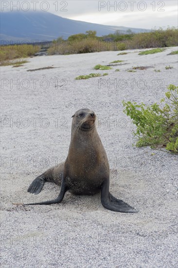 Galapagos Sea Lion (Zalophus californianus wollebaeki)