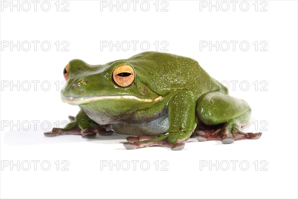 White-lipped Tree Frog (Litoria infrafrenata)