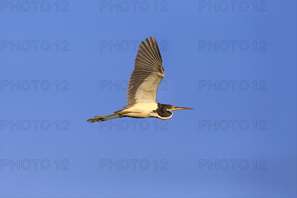 Tricoloured Heron (Egretta tricolor)