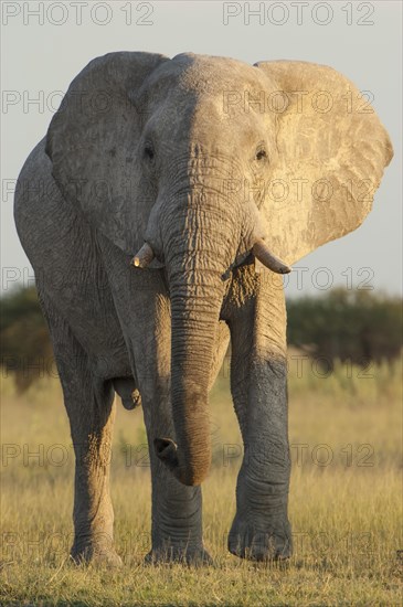 African Elephant (Loxodonta africana)