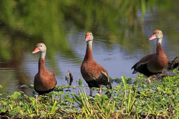 Three Black-bellied Whistling Ducks (Dendrocygna autumnalis)