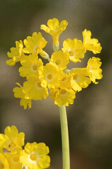 Mountain Cowslip (Primula auricula)