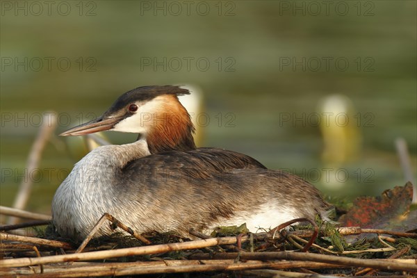 Great Crested Grebe (Podiceps cristatus) perched on the nest