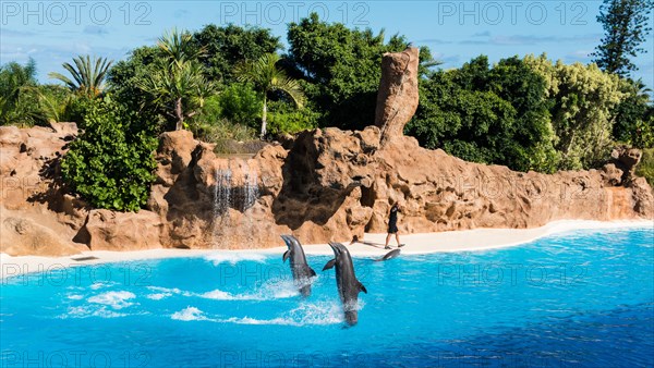 Dolphin Show