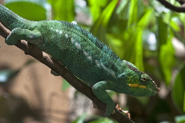 Panther Chameleon (Furcifer pardalis) in a terrarium
