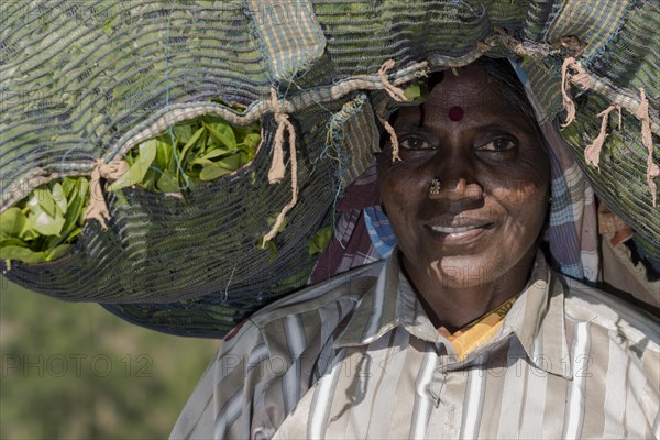 Portrait of a female tea plucker carrying a big bag of tea leaves on her head