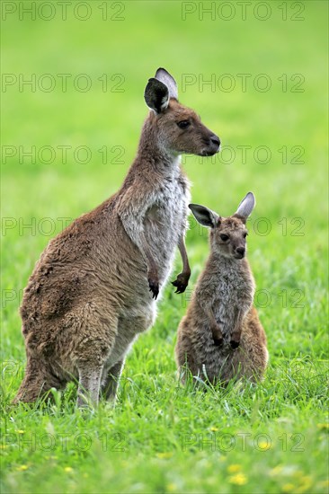 Kangaroo Island Kangaroos (Macropus fuliginosus fuliginosus)