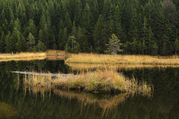 Autumn in the Naturschutzgebiet Kleiner Arbersee nature reserve