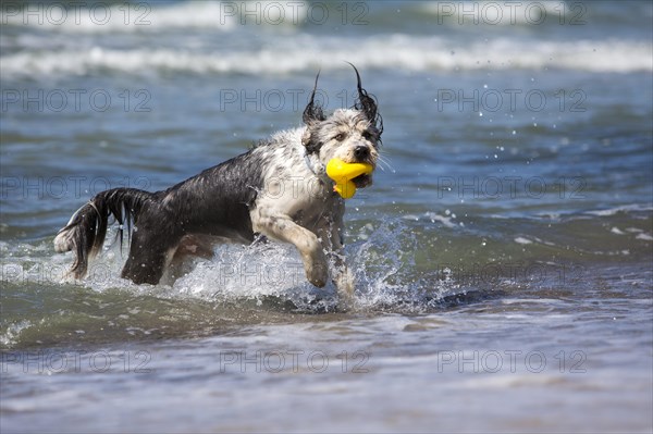 Dog coming out of the sea with a rubber duck in its mouth