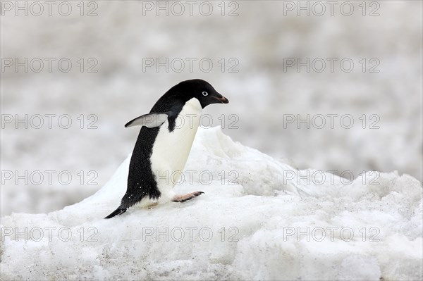 Adelie Penguin (Pygoscelis adeliae)