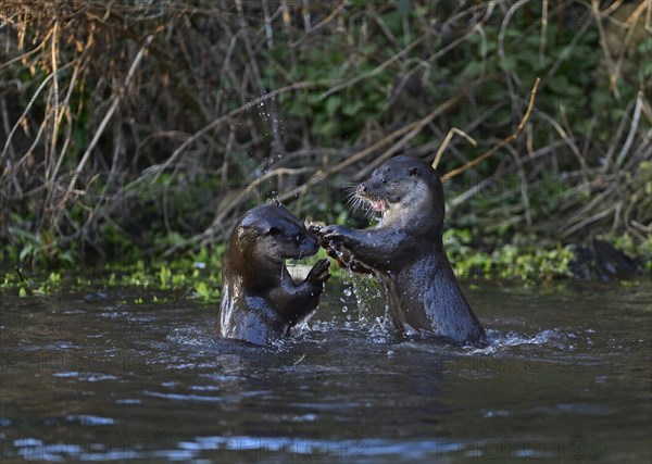 Otters (Lutra lutra) fighting