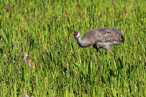 Sandhill Crane (Grus canadensis) with young