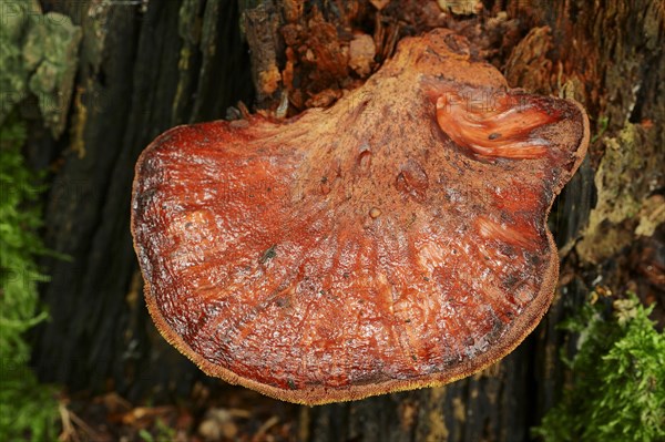 Beefsteak Fungus