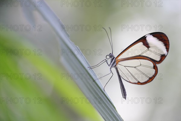 Glasswinged Butterfly (Greta oto)