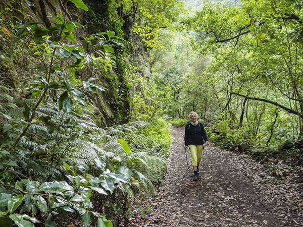 Tourist hiking in the forest of Los Tilos