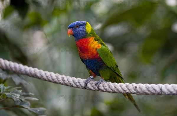 Swainson's Lorikeet or Rainbow Lorikeet (Trichoglossus haematodus moluccanus) perched on a rope in an aviary