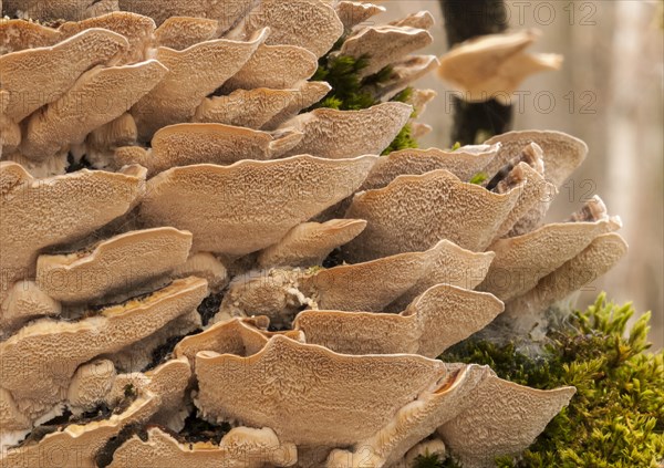 Turkey Tail (Trametes versicolor)