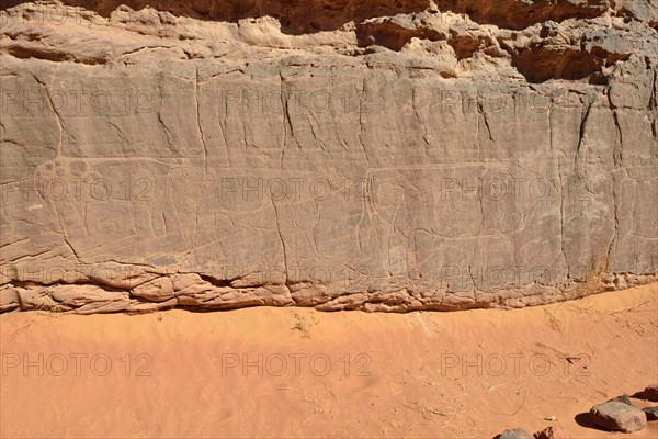 Rock engraving of cows