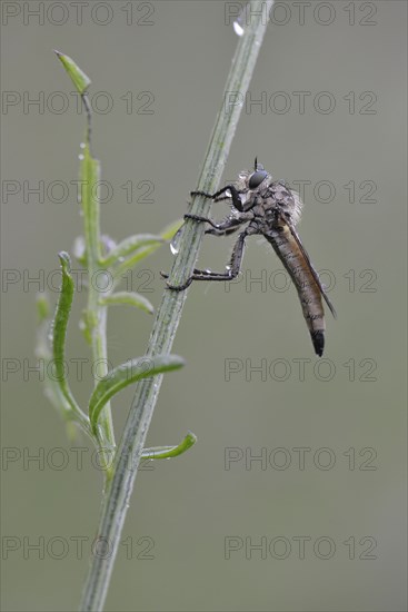 Robber Fly (Eutolmus rufibarbis)