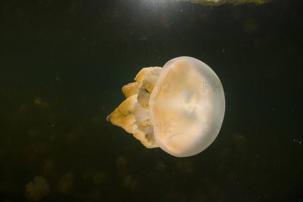 Golden Medusa or Papuan Jellyfish (Papua Mastigias)