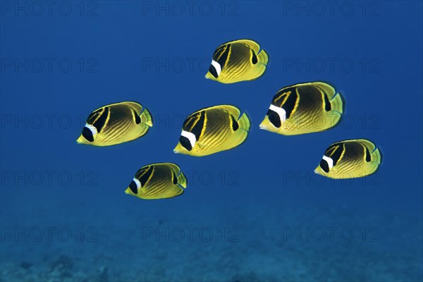 Shoal of Raccoon Butterflyfish (Chaetodon lunula)