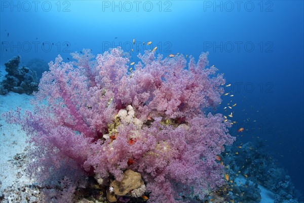 Coral block with Klunzinger soft corals (Dendronephthya klunzingeri)