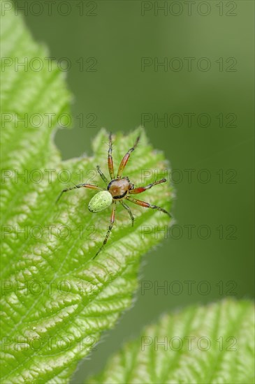 Cucumber Green Spider (Araneus cucurbitinus