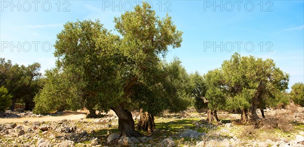 Ancient Olive trees (Olea europaea)