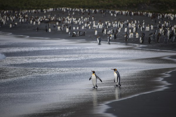 A colony of King Penguins (Aptenodytes patagonicus)