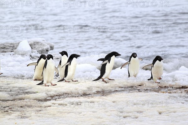 Adelie Penguins (Pygoscelis adeliae)