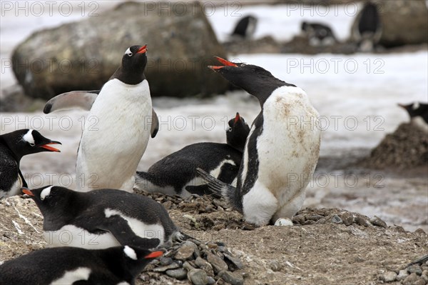 Gentoo Penguins (Pygoscelis papua)