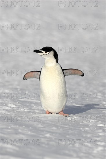 Chinstrap Penguin (Pygoscelis antarctica)