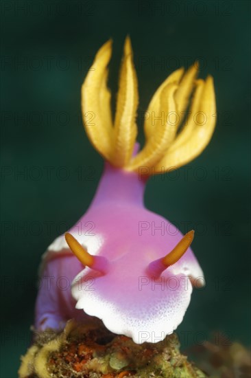 Bullocks Hypselodoris (Chromodoris bullockii)