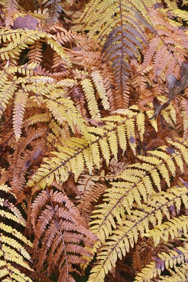 Yellow discolored Common Bracken or Eagle Fern (Pteridium aquilinum) in autumn in Kirnischtal valley