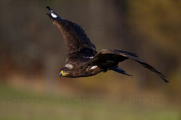 Steppe Eagle (Aquila nipalensis) in flight