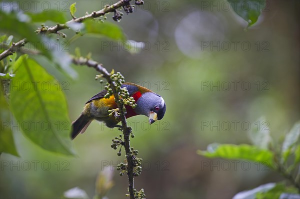 Toucan Barbet (Semnornis ramphastinus)