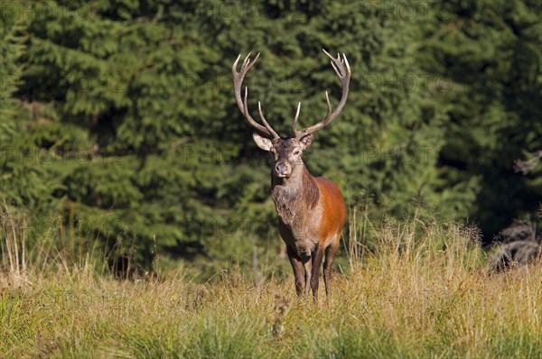 Red Deer (Cervus elaphus)