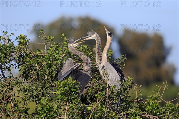 Great Blue Heron (Ardea herodias) begging young in the nest