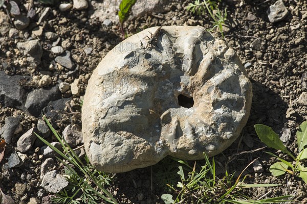 Ammonite