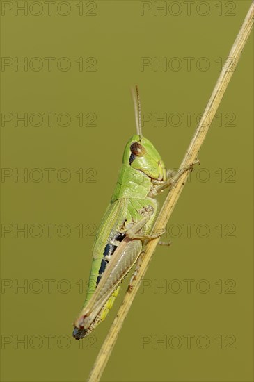 Meadow Grashopper (Chorthippus parallelus)