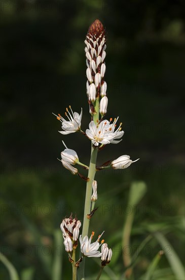 White Asphodel (Asphodelus albus)